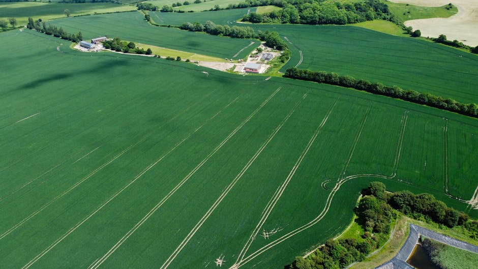 Ellen Walshe Claims Third Gold Medal at Irish Open Swimming Championships