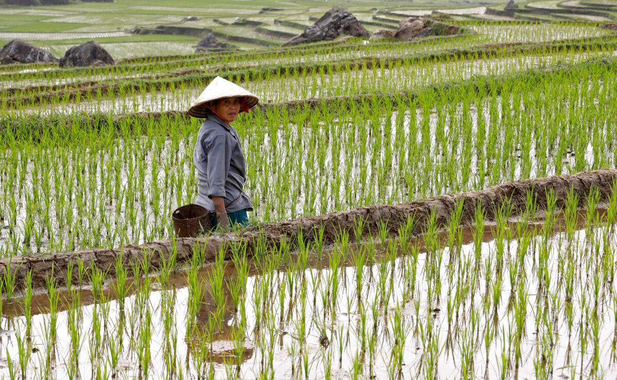 Vietnam's Rice Sector Needs Stronger Incentives to Cut Carbon Emissions