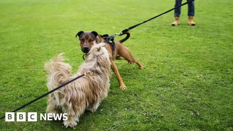 Dog owners warned over poison meat found in west London parks