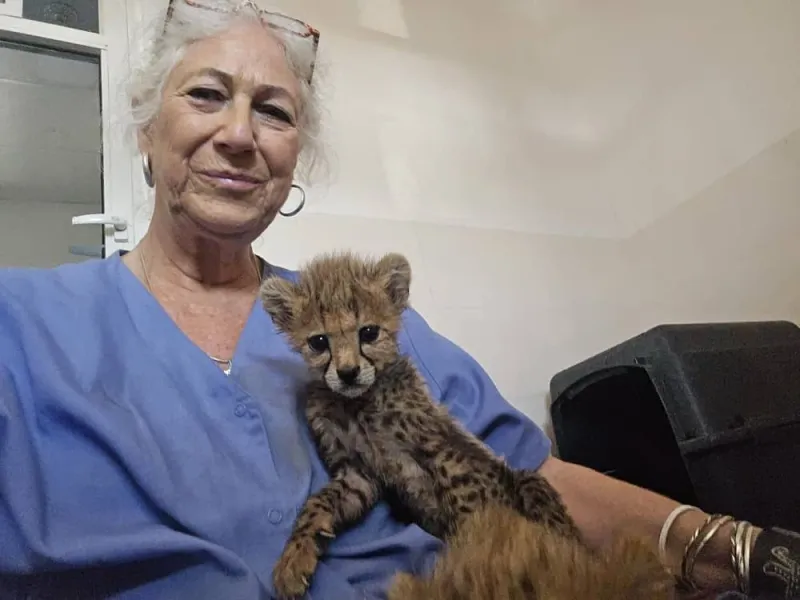 Cheetah conservation and farmers can coexist in Namibia - CCF founder Laurie Marker