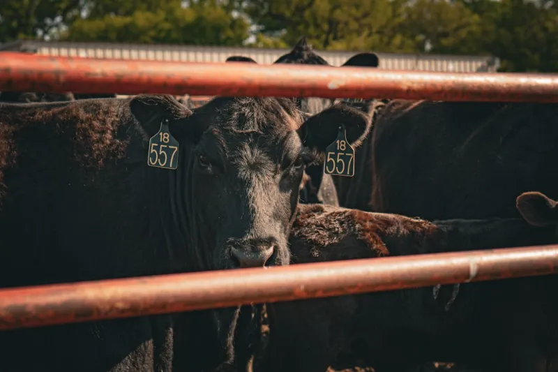 Inside Angus Taylor’s immigration strategy: ‘It’s a bit of chaos’