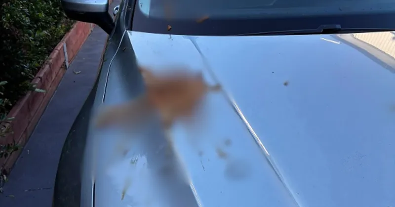 Denise Gray's warning to drivers after 'vile and degrading' act on Sydney street