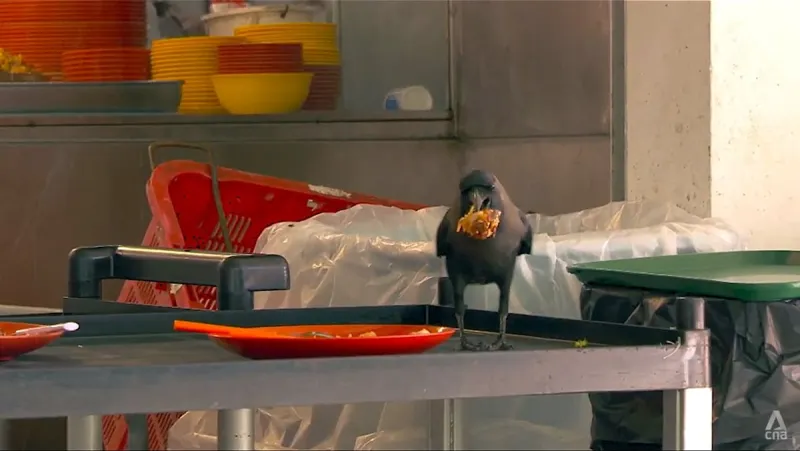 What lies behind Singapore’s crow problem? For one thing, maybe the tray return scheme