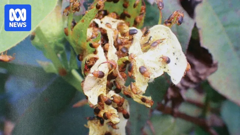 Cotton industry 'alert but not alarmed' by increasing numbers of bicoloured weevils in NT crops