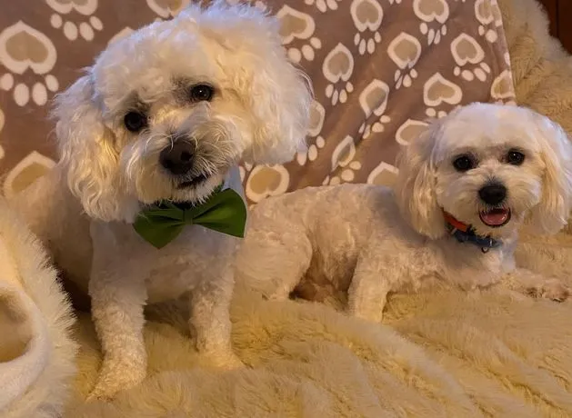 Kerry owners stunned as dog’s car horn antics go global - ‘He’s always at it, his patience is very thin!’