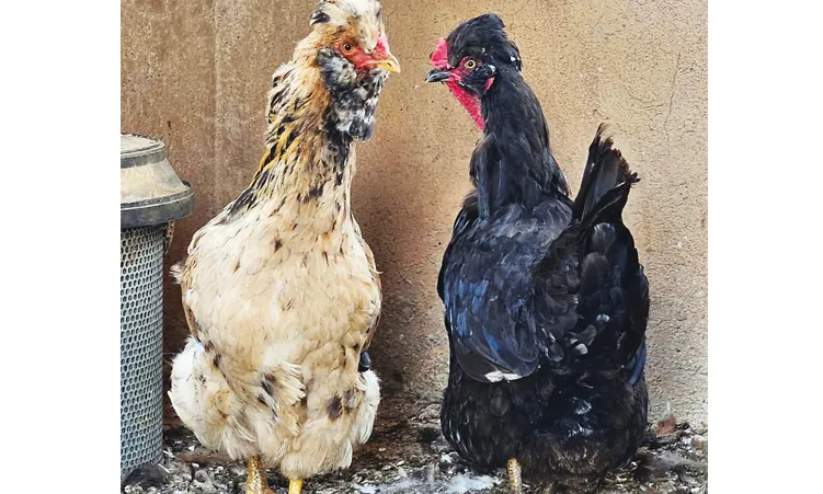 Herero chicken: Rare Namibian breed finds SA home