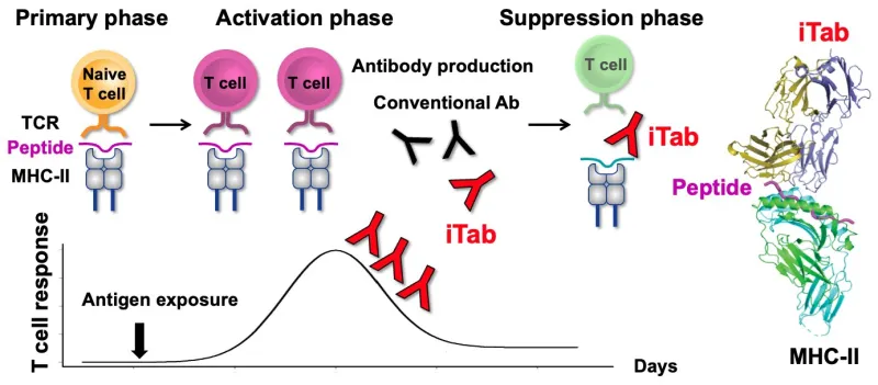 Antibodies can selectively shut down harmful T cells without weakening whole immune system