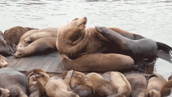 Giant sea lion 'Chonkers' draws crowds to San Francisco's Pier 39