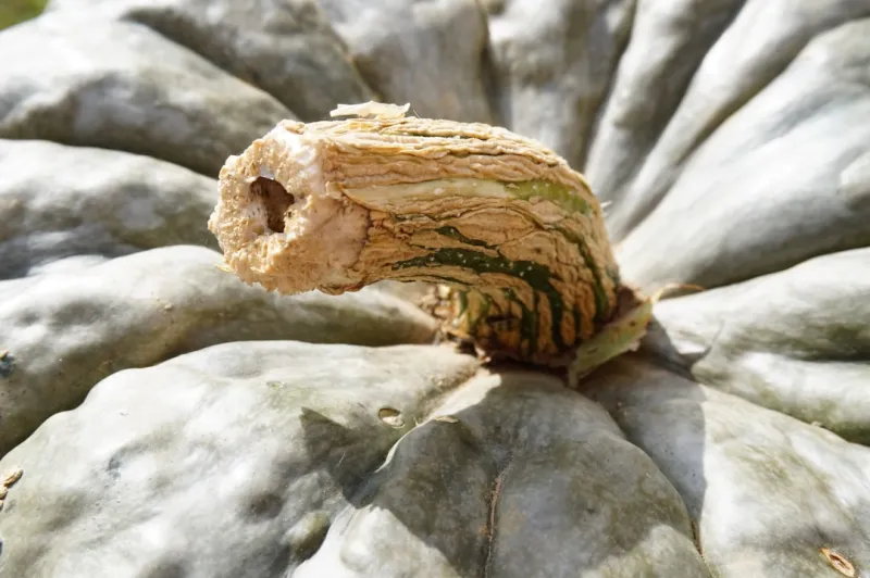 Pumpkinseed Raises $20 Million Series A to Unlock Biology's Most Valuable Hidden Data Layer