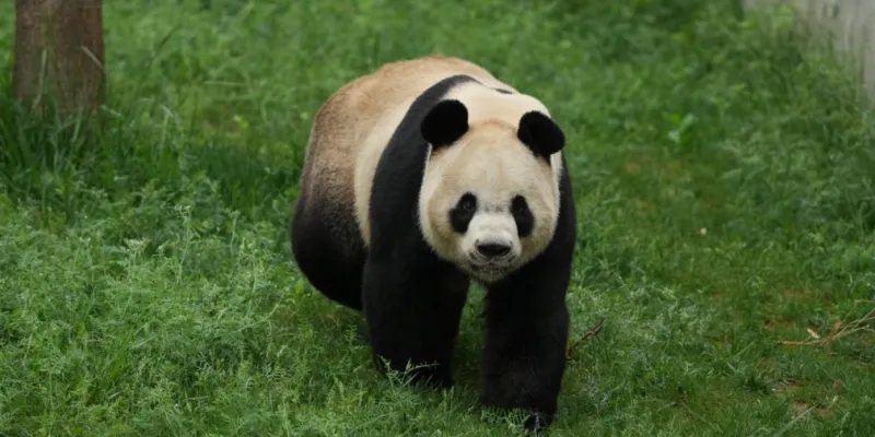 Where Winds Meet backs real panda conservation with Qinchuan update