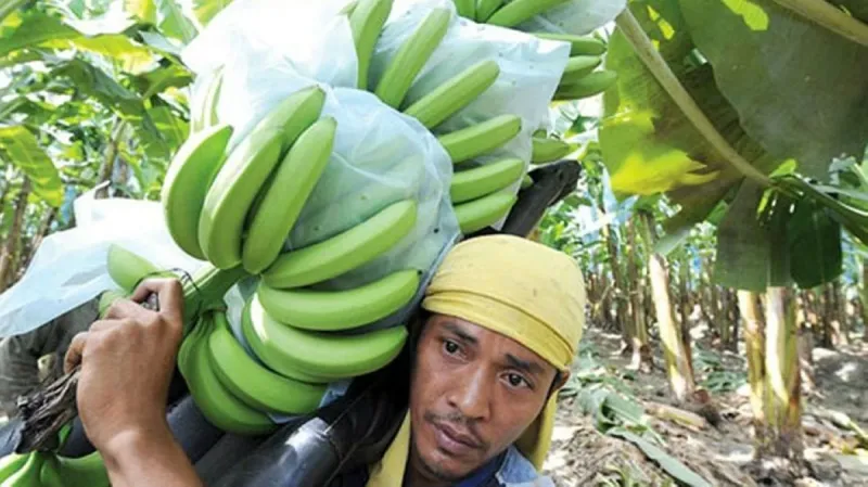Manila pushes for lower banana tariffs, new fruit access in Japan trade talks