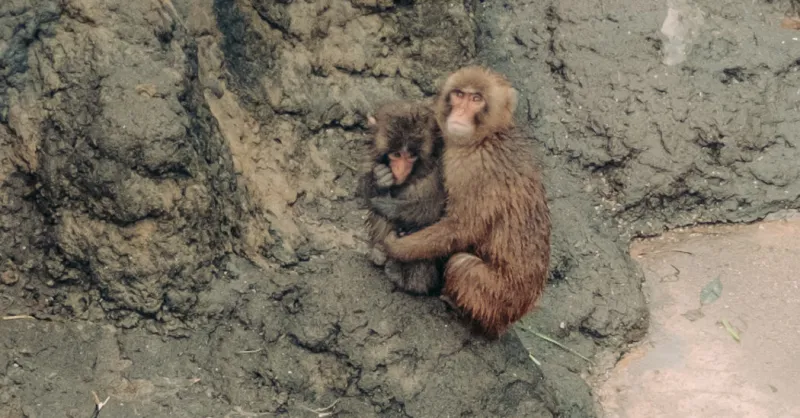 Punch, the Lonely Monkey Who Drew Crowds to a Small Japan Zoo, Is Growing Up. He’s Still a Star.