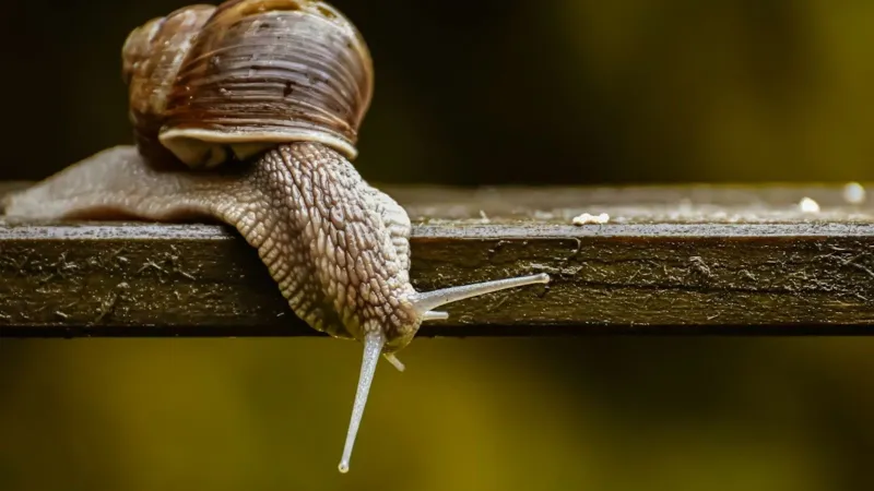 Immortal snail meme turned into desktop game where you only get one life